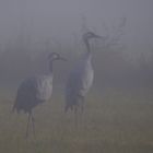 Kranich - Paar im Nebel