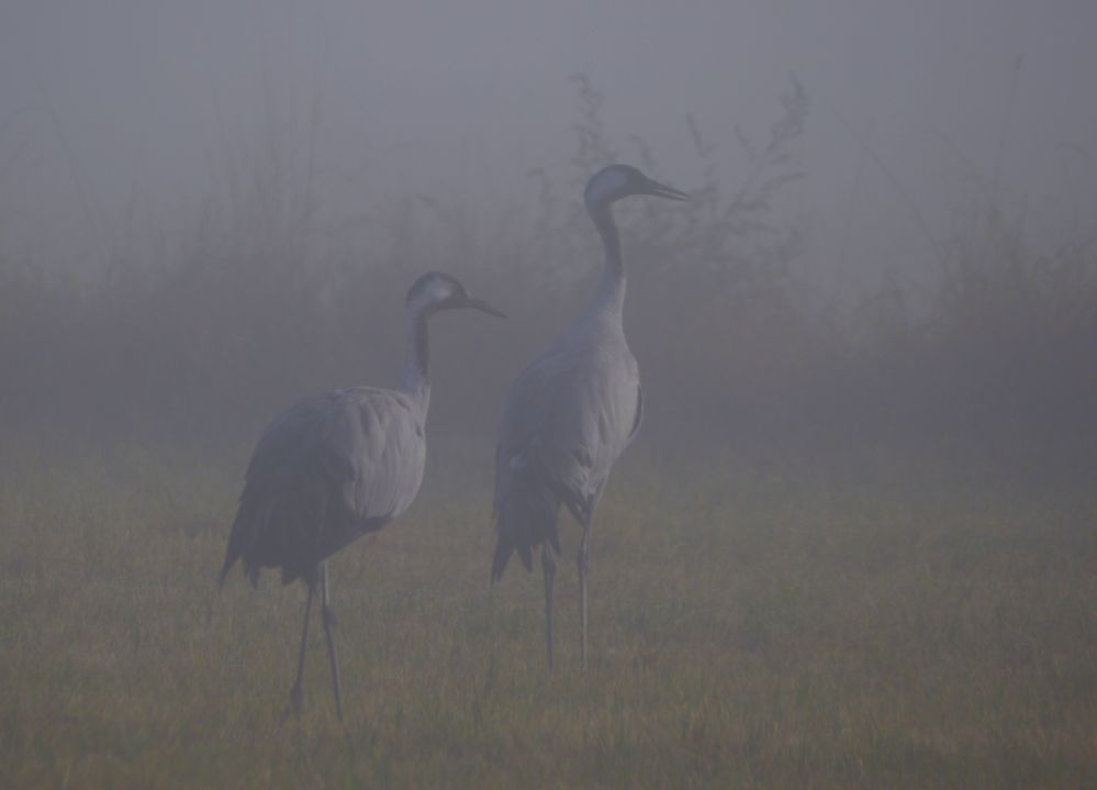 Kranich - Paar im Nebel