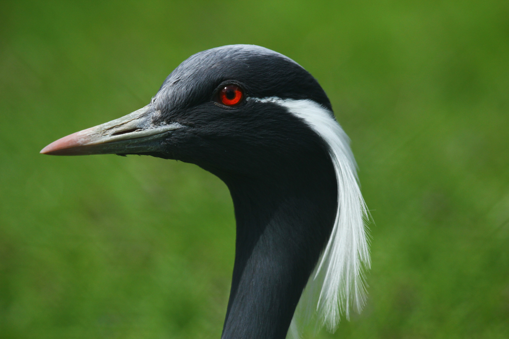 Kranich Portrait