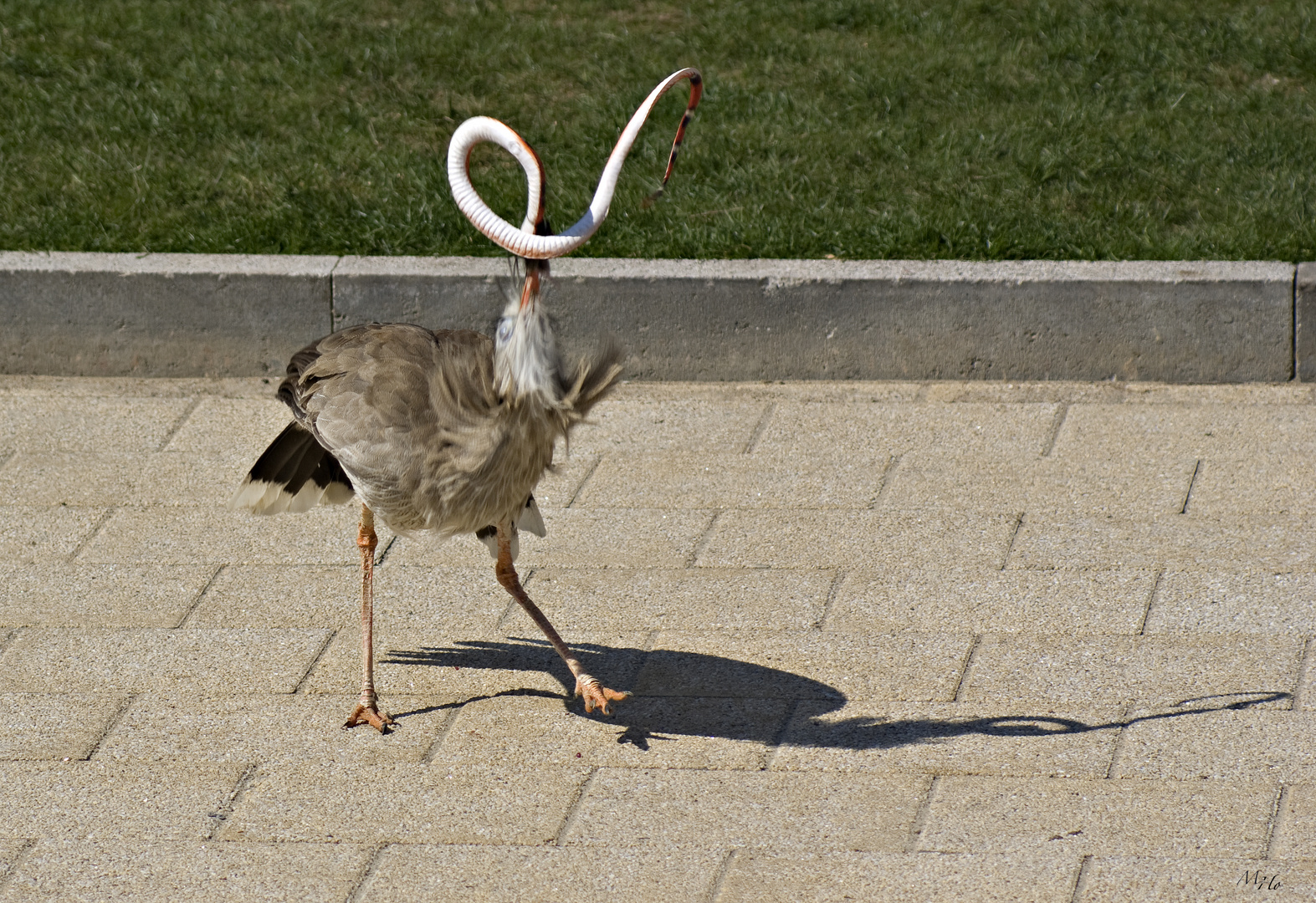 Kranich Schlange Foto Bild Tiere Zoo Wildpark Falknerei Vogel Bilder Auf Fotocommunity