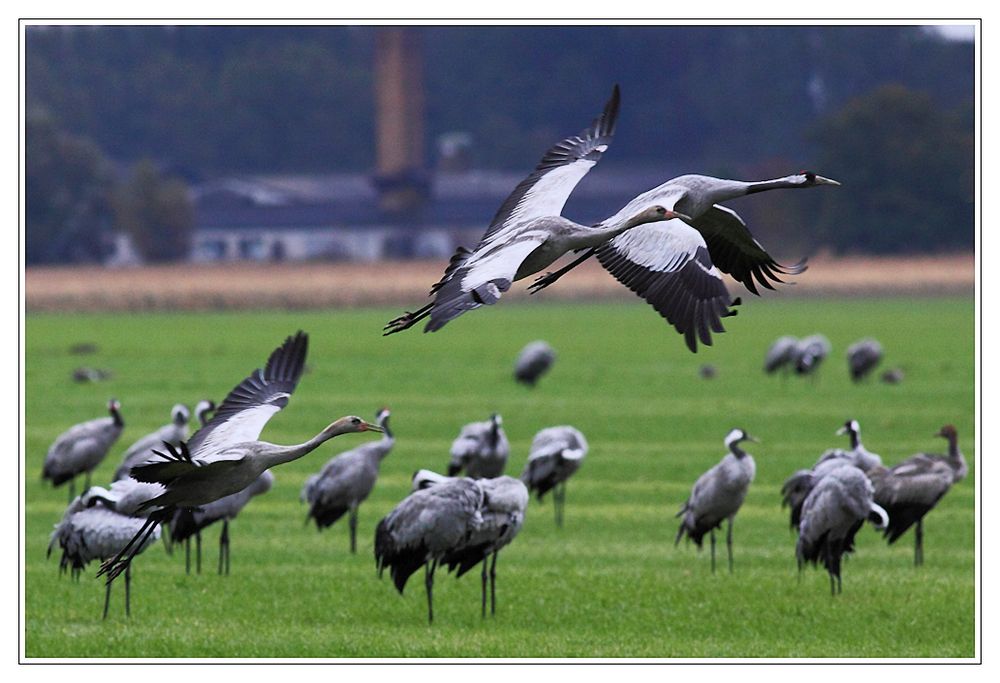 Kranich Start geglückt Foto & Bild tiere, wildlife, wild lebende