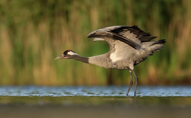 Kranich - Strecken und Checken in Vorbereitung des Startes...