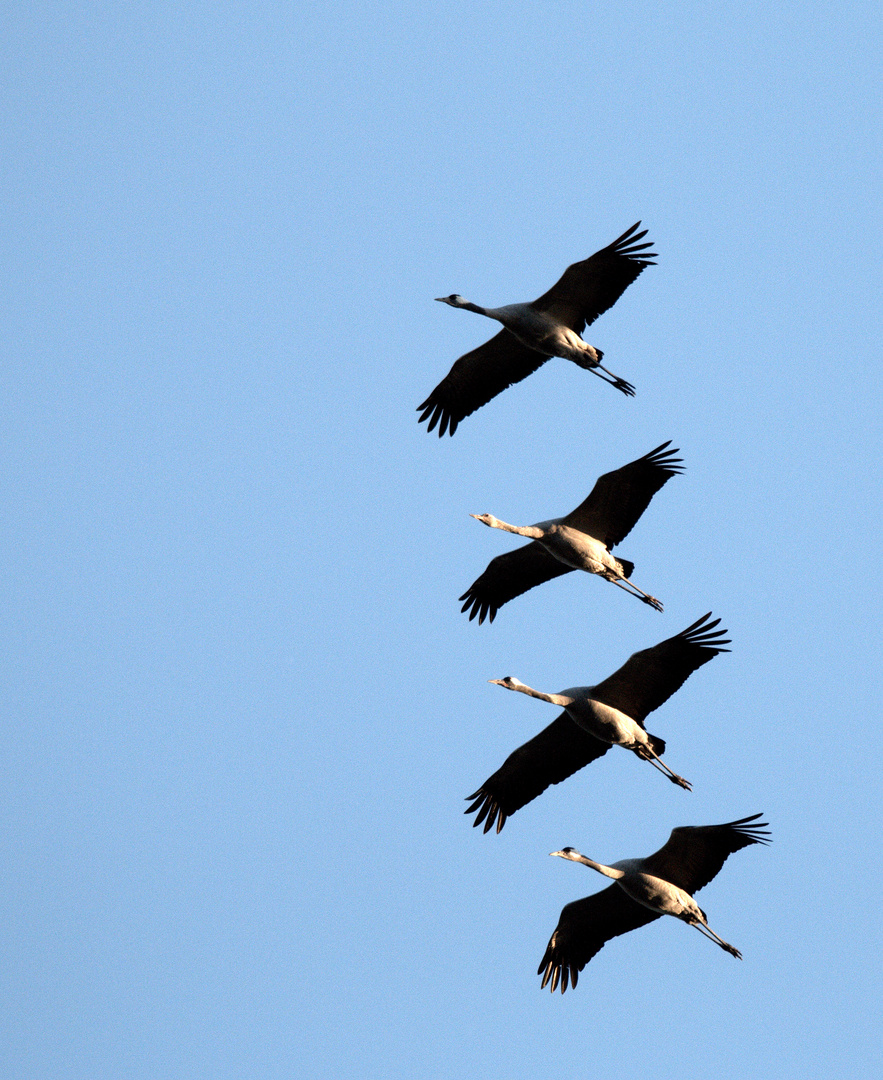 -kranich synchronflug-