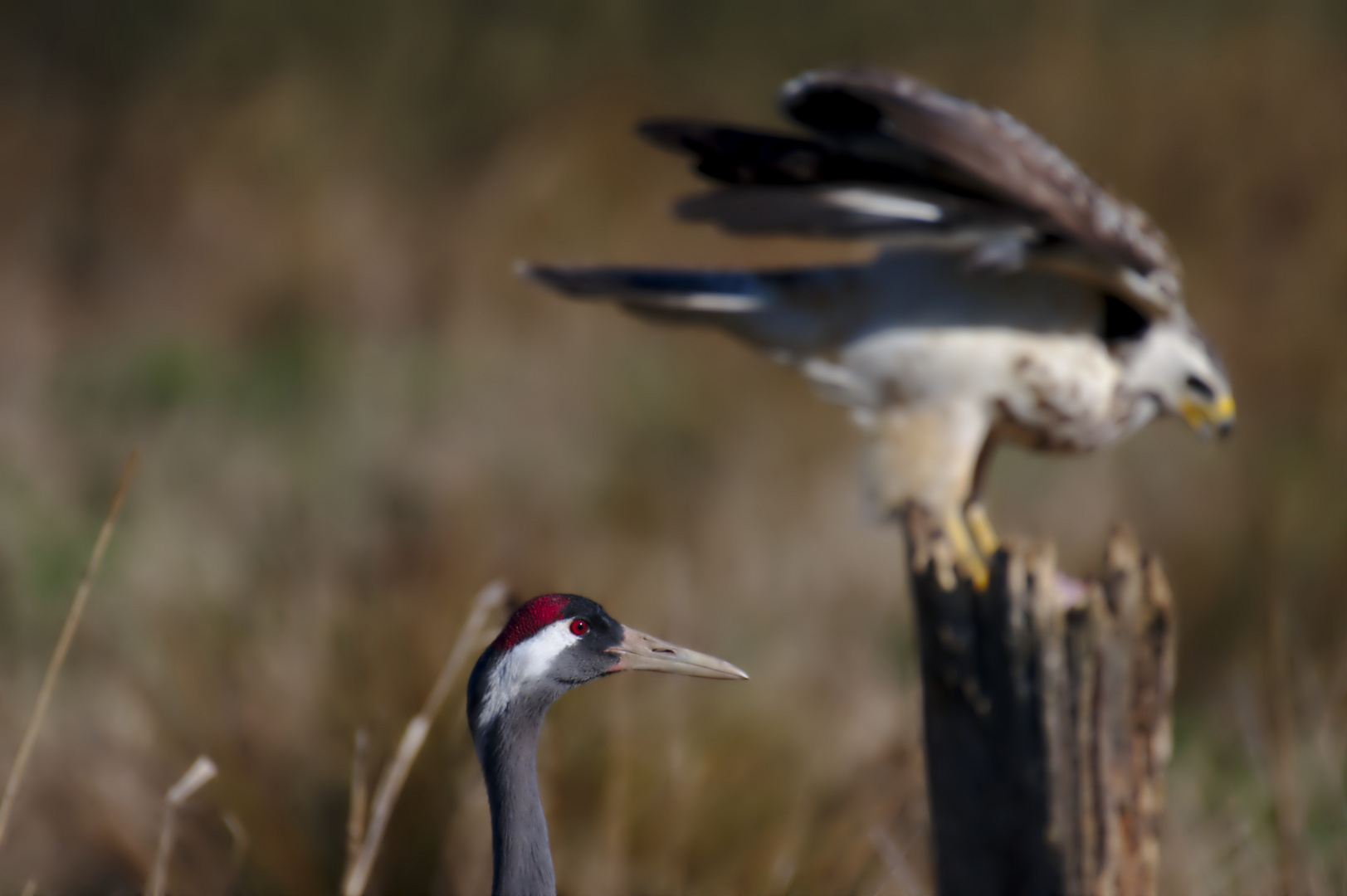 Kranich und Bussard