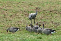 Kranich und Gänse