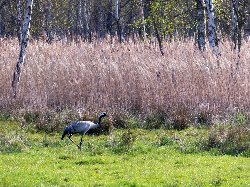 Kranich unterwegs