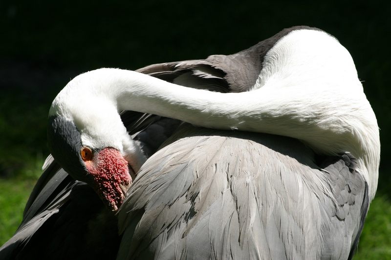 Kranich Vogelpark Walsrode