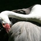 Kranich Vogelpark Walsrode