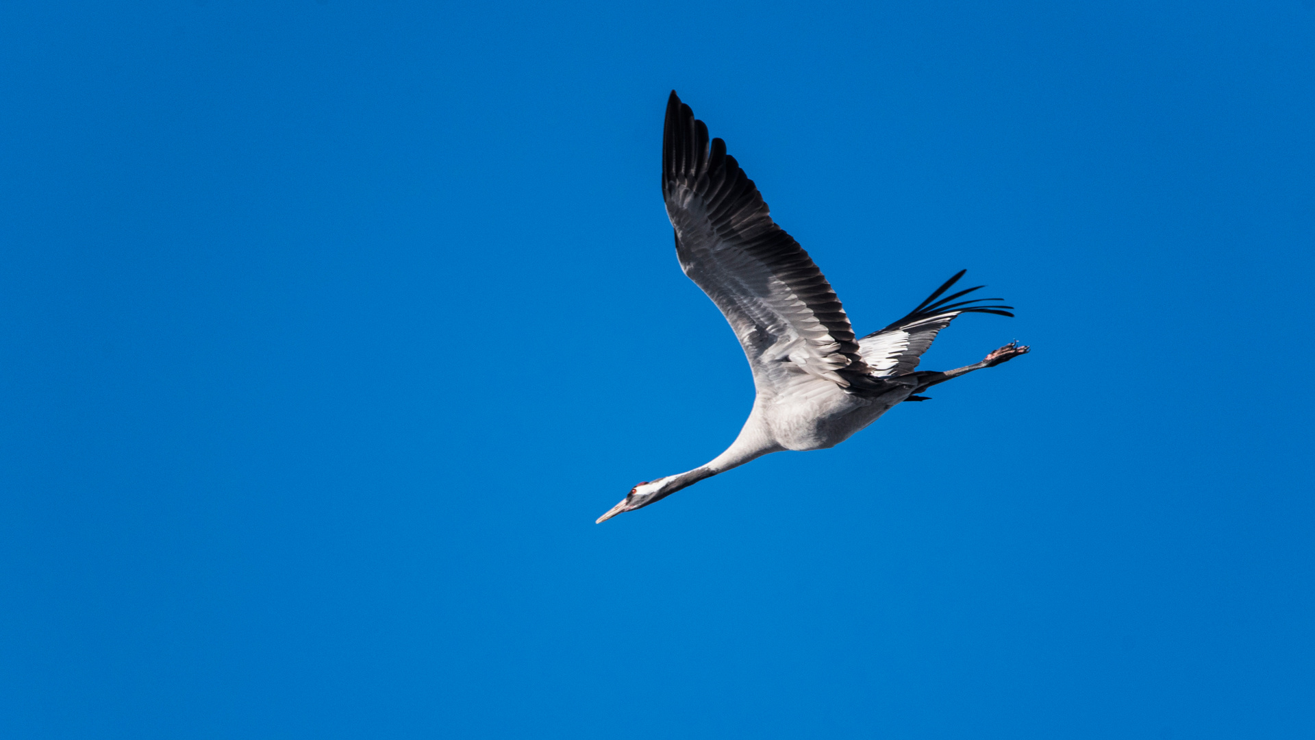 Kranich vor blauem Himmel