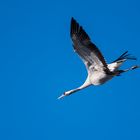 Kranich vor blauem Himmel