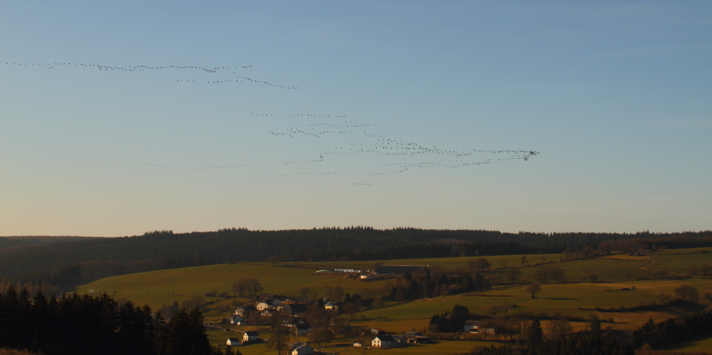 Kranich-Wetter