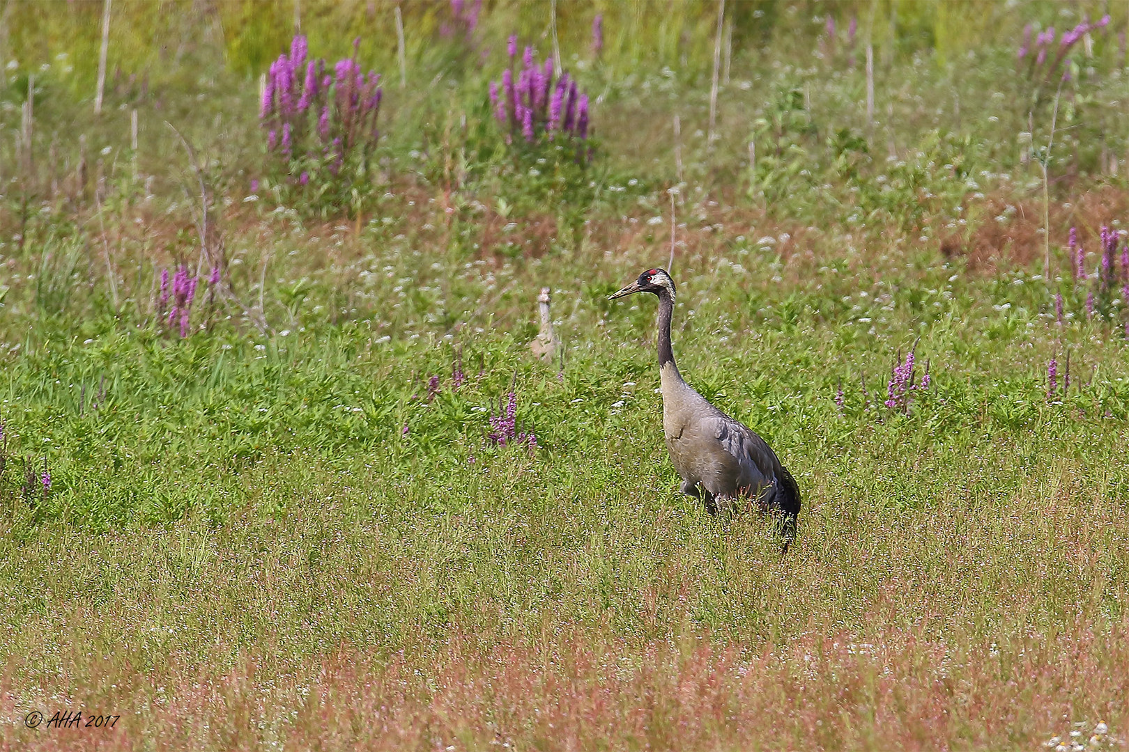 Kranich - wildlife