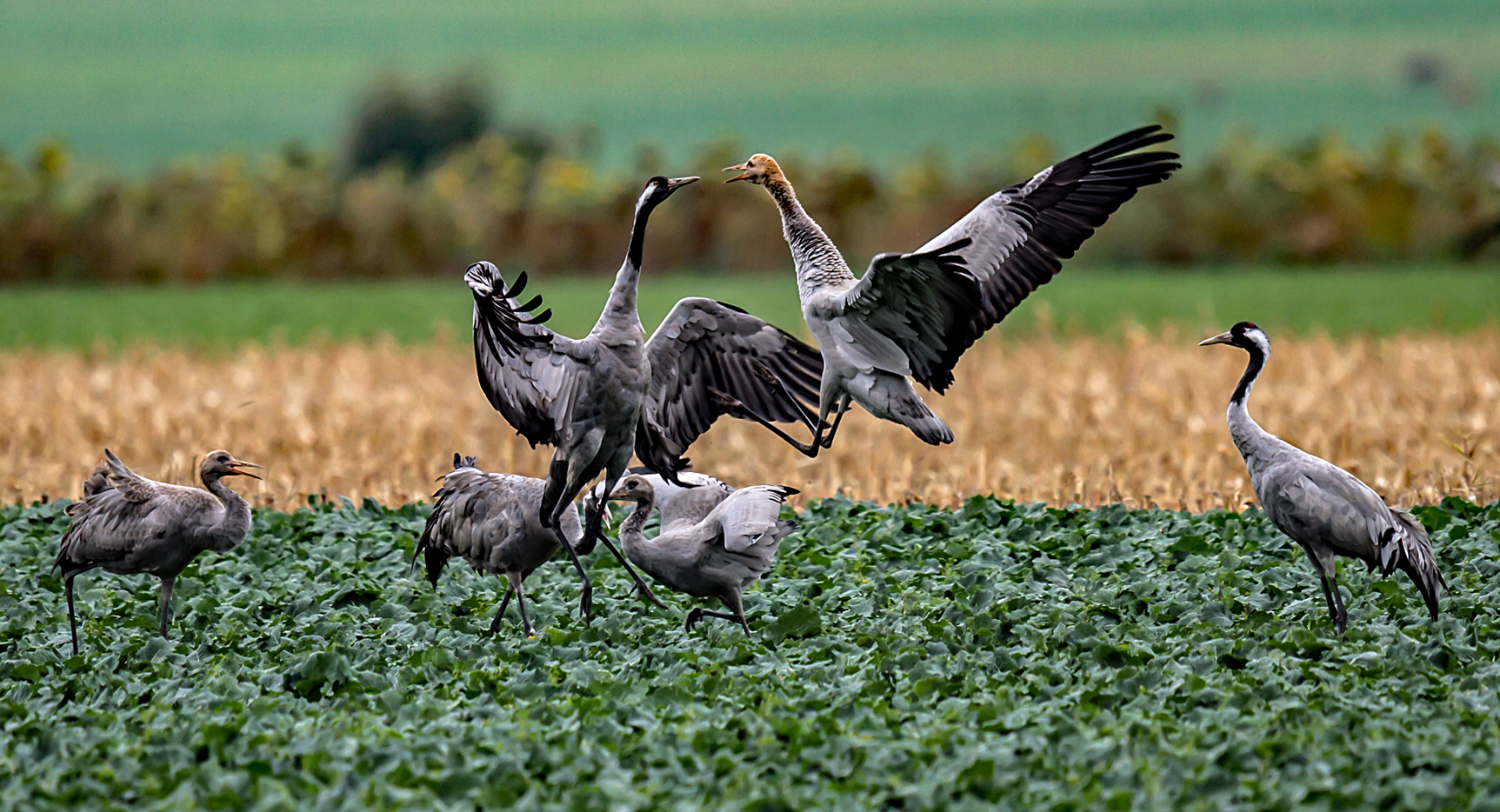 Kranich-Zoff-mit-Jungvogel