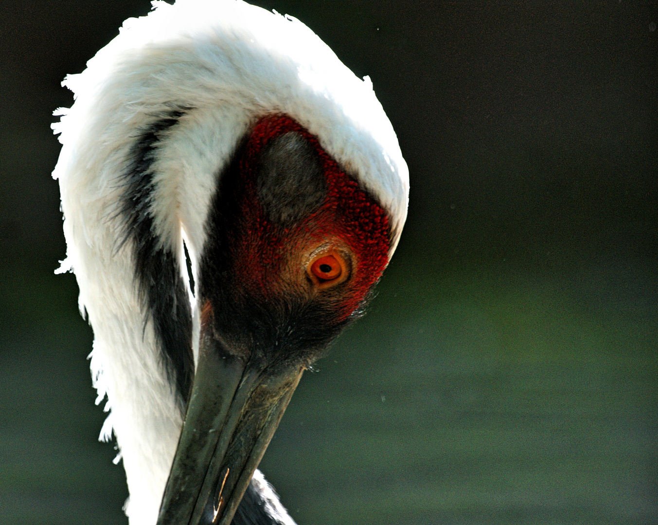 Kranich   Zoo Köln