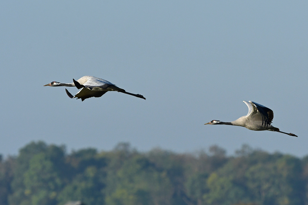 Kranichabflug am frühen Morgen