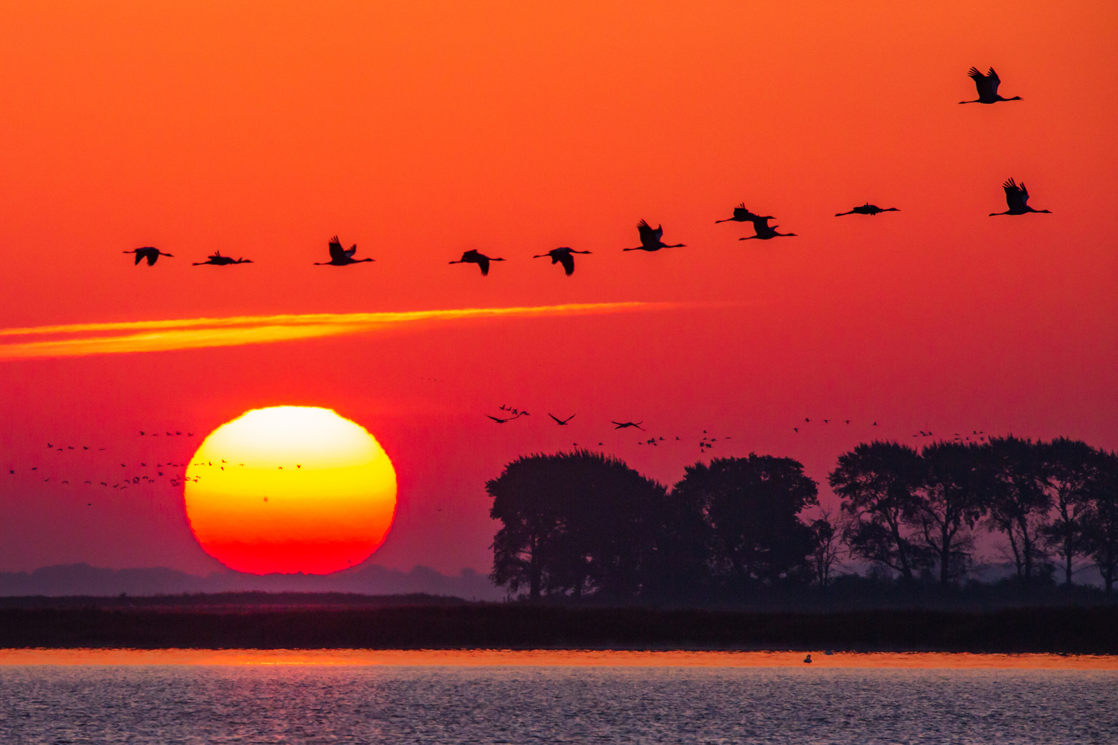 Kranichaufbruch in den Tag bei romantischem Sonnenaufgang