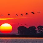 Kranichaufbruch in den Tag bei romantischem Sonnenaufgang