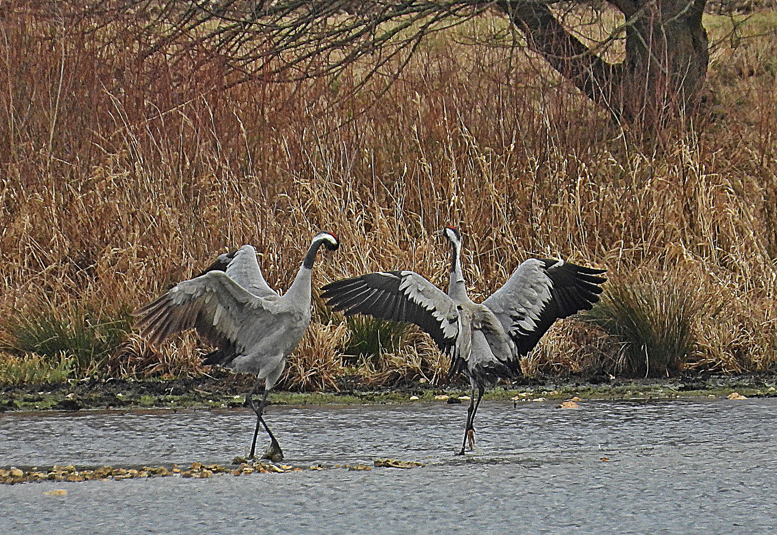 Kranichballet