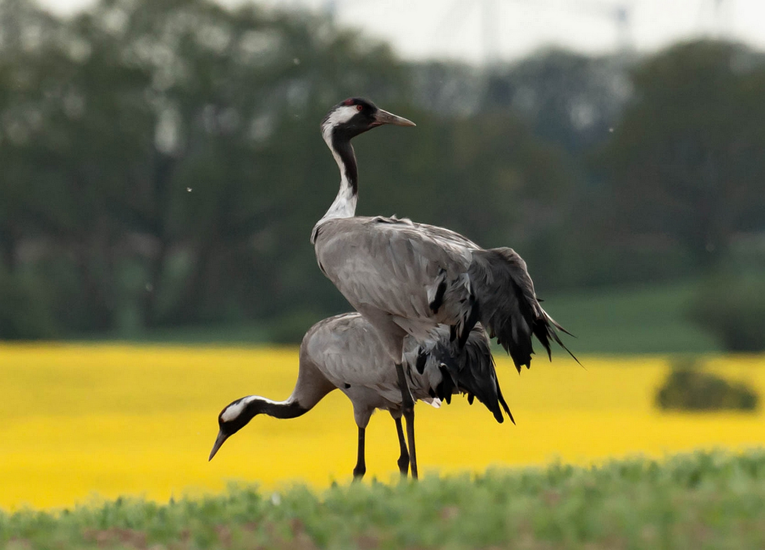 Kraniche 1 Foto & Bild | tiere, wildlife, wild lebende vögel Bilder auf fotocommunity