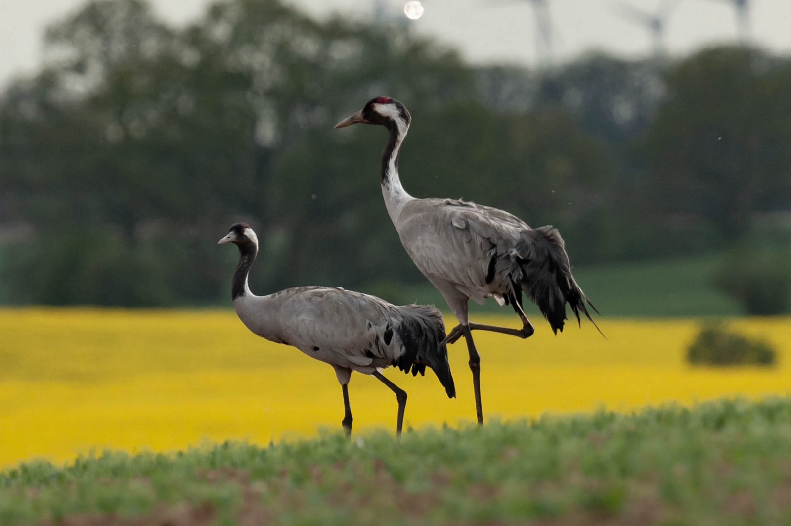 Kraniche 2 Foto & Bild | tiere, wildlife, wild lebende vögel Bilder auf fotocommunity