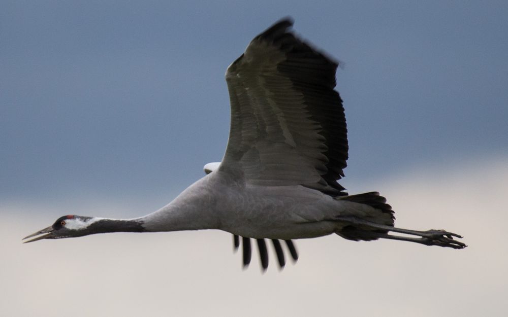 Kraniche... Foto & Bild | tiere, wildlife, wild lebende vögel Bilder auf fotocommunity