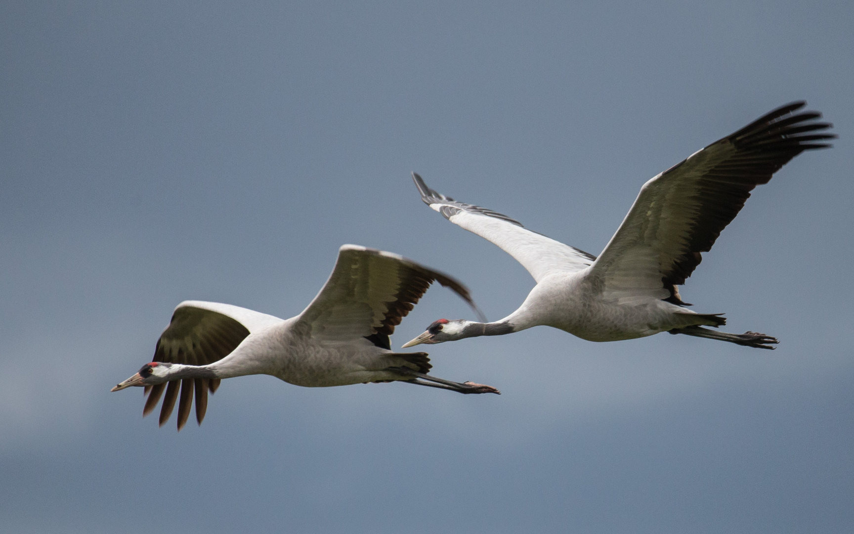 Kraniche.. Foto & Bild tiere, wildlife, wild lebende vögel Bilder auf