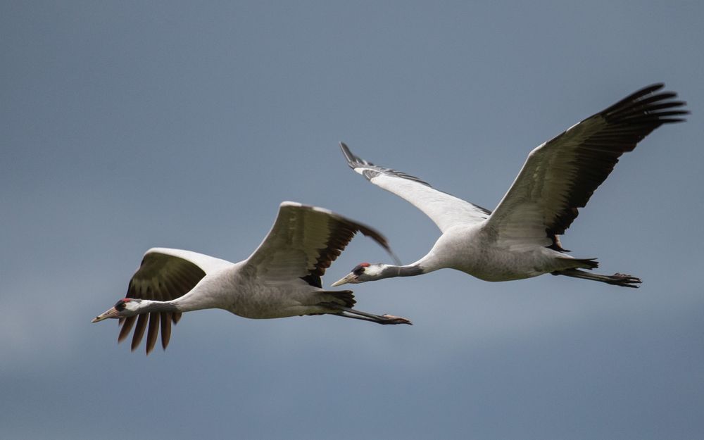 Kraniche.. Foto & Bild tiere, wildlife, wild lebende vögel Bilder auf