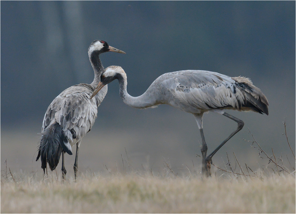 Kraniche Foto & Bild | tiere, wildlife, wild lebende vögel Bilder auf fotocommunity