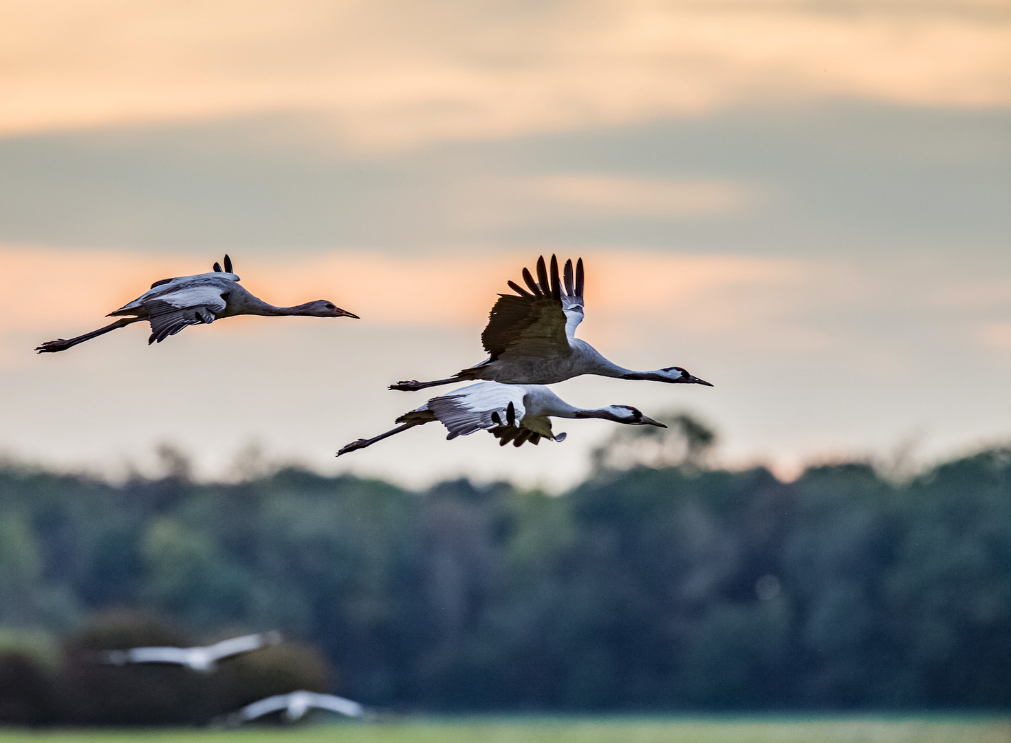 Kraniche-Abend-Flug