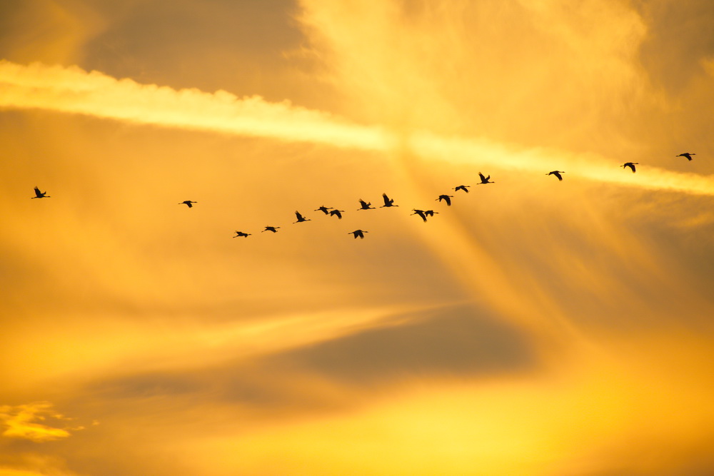 Kraniche am Abendhimmel