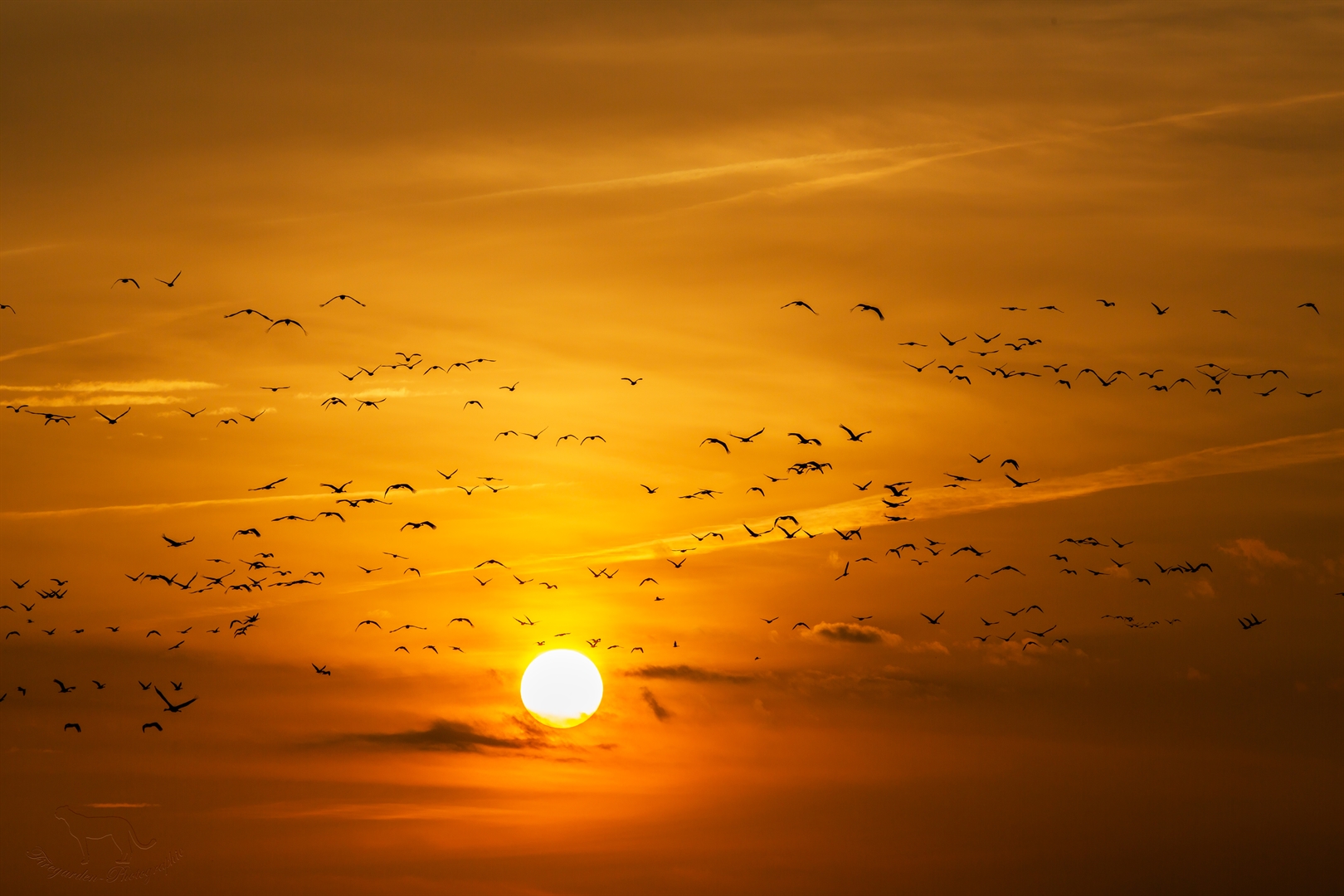 Kraniche am Abendhimmel