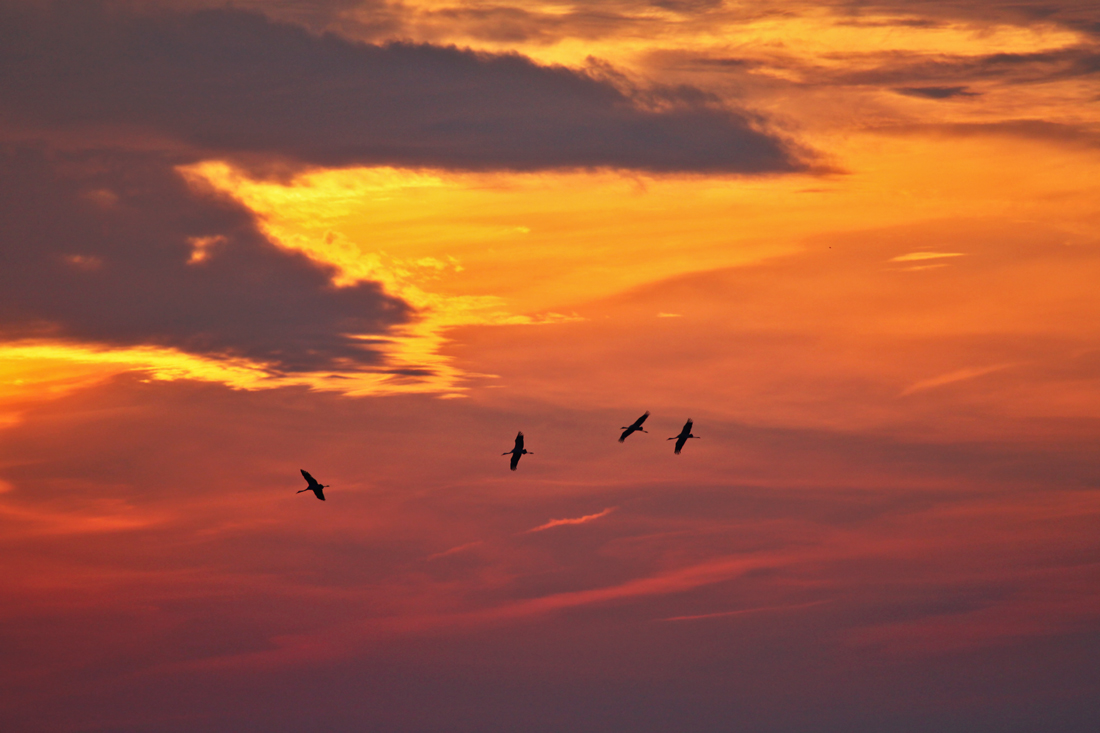 Kraniche am Abendhimmel