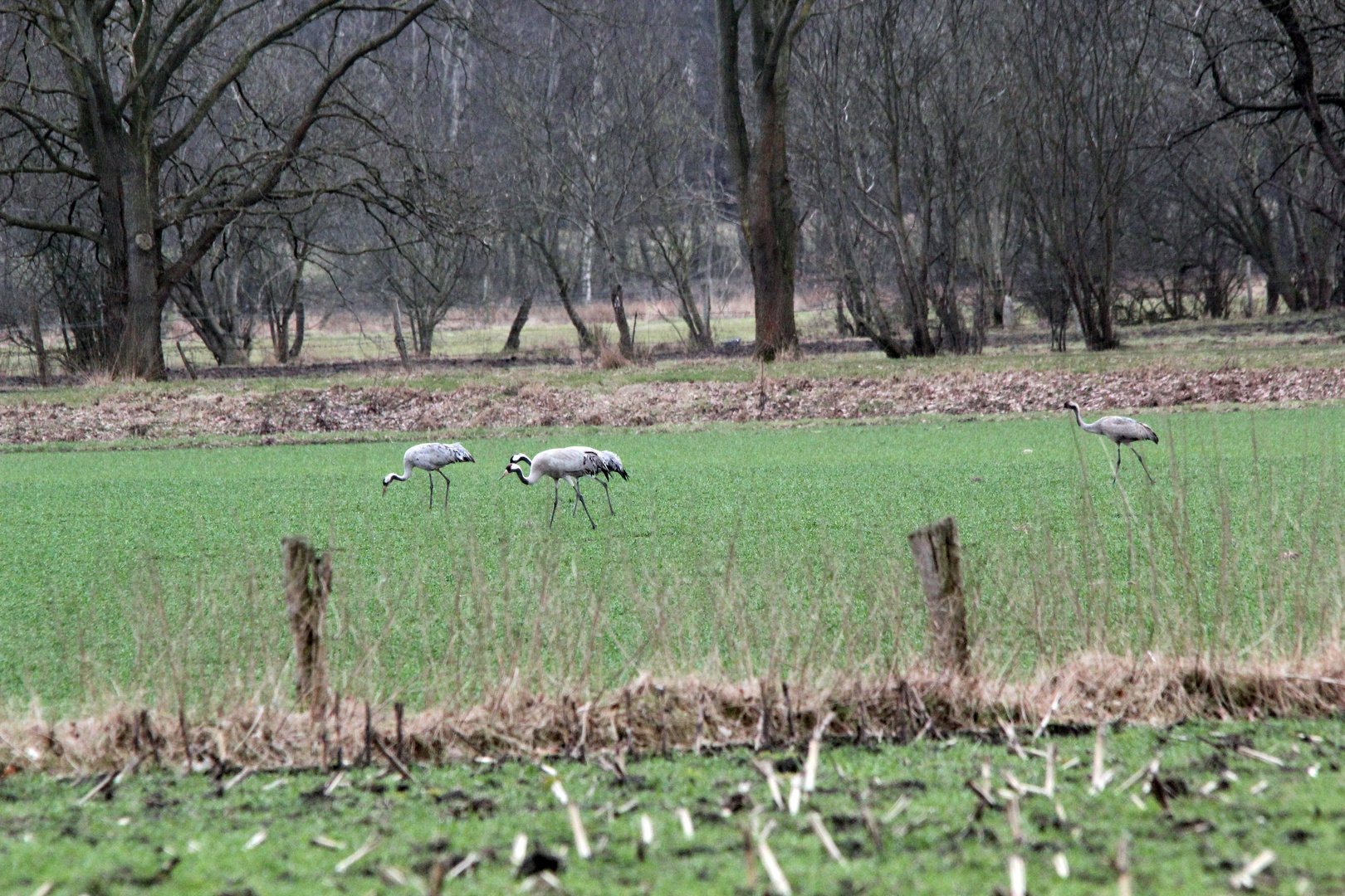 Kraniche am Aschener Moor