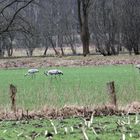 Kraniche am Aschener Moor