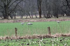 Kraniche am Aschener Moor