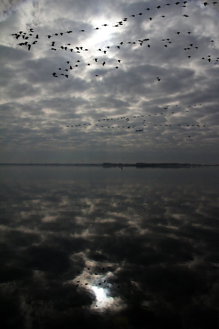 Kraniche am bedecktem Himmel mit Spiegelung auf dem Wasser