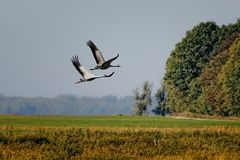 Kraniche am Bodden