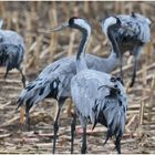 Kraniche am Bodden