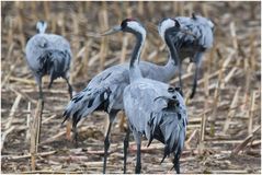 Kraniche am Bodden