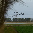 Kraniche am Bodden