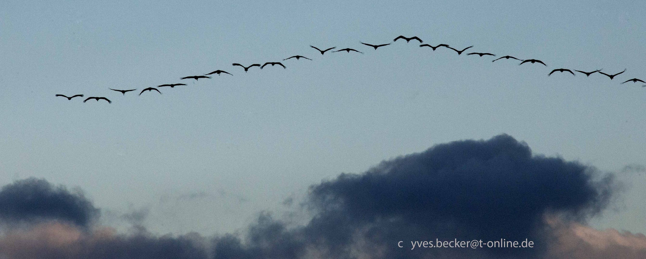 Kraniche am Darss - Abendflug 1