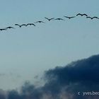 Kraniche am Darss - Abendflug 1