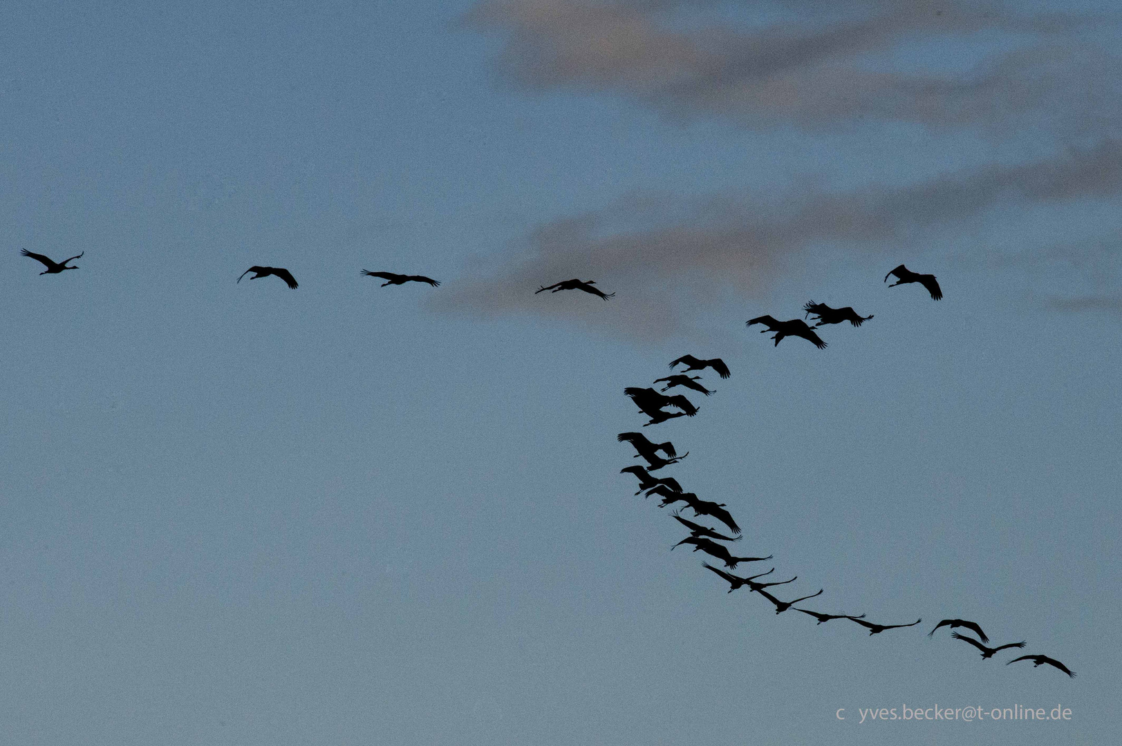 Kraniche am Darss - Abendflug 2