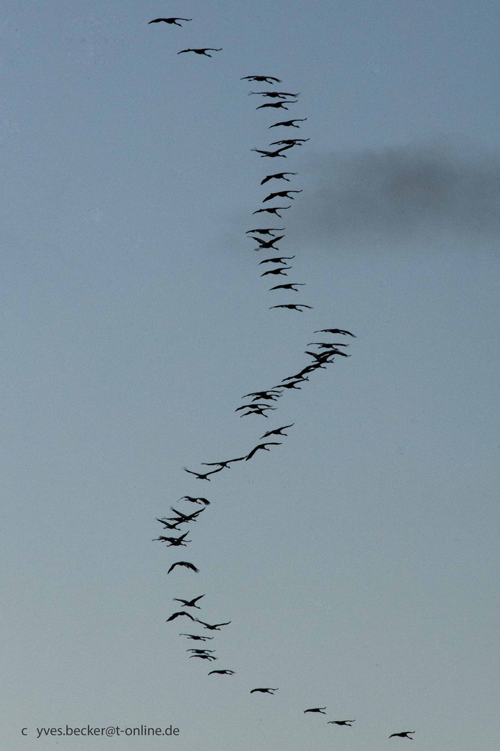 Kraniche am Darss - Abendflug 3