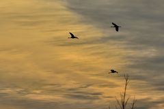 Kraniche am herbstlichen Himmel