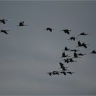 Kraniche am  Himmel über Vorpommern...