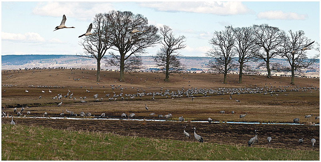 Kraniche am Hornborgasjön