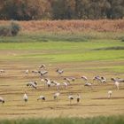 Kraniche am Lac du der (2016_10_28_EOS 6D_0107_ji)