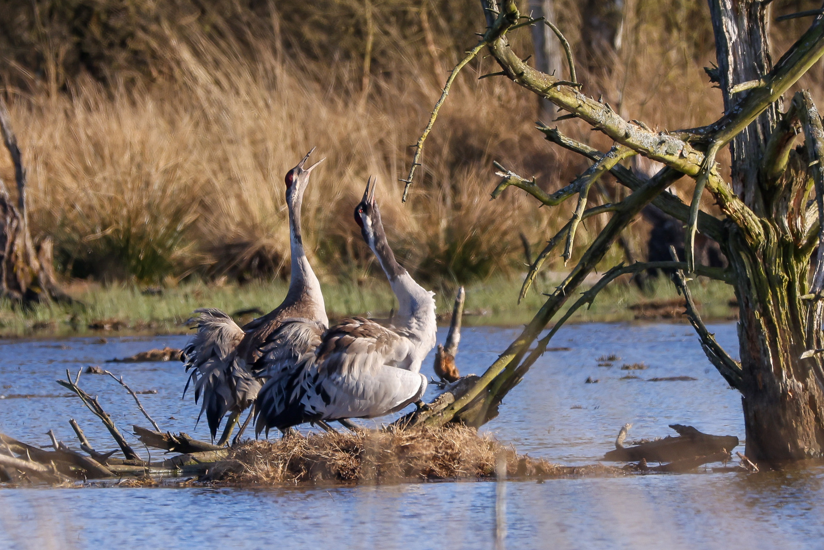 Kraniche am Nest beim der Brutablösun