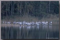 Kraniche am Schlafplatz im Müritz Nationalpark